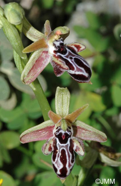 Ophrys cretica subsp. bicornuta