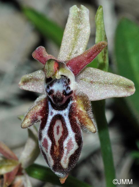 Ophrys cretica subsp. bicornuta