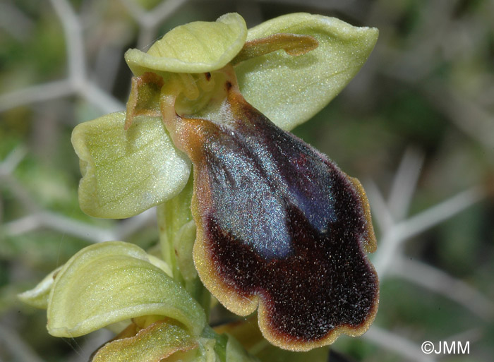 Ophrys creticola