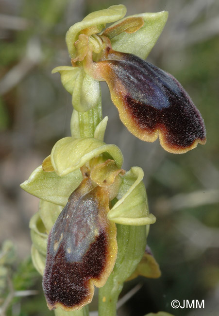 Ophrys creticola