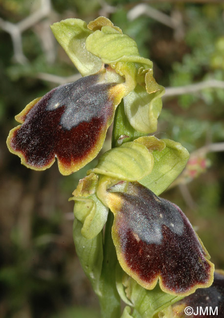 Ophrys creticola