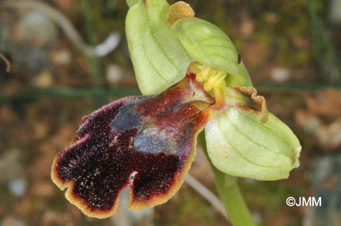 Ophrys creticola