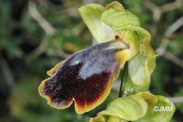 Ophrys creticola