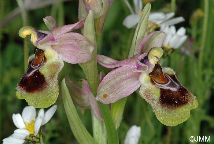 Ophrys dictynnae