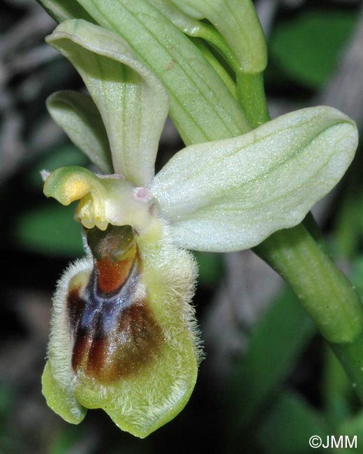 Ophrys dictynnae