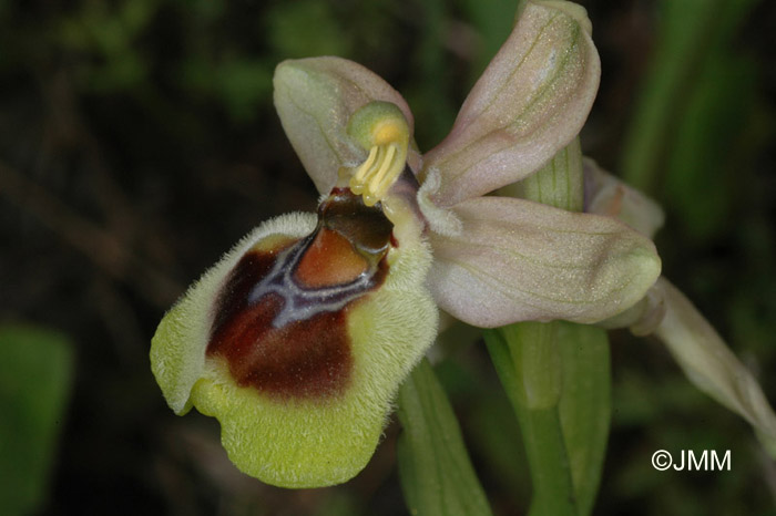 Ophrys dictynnae