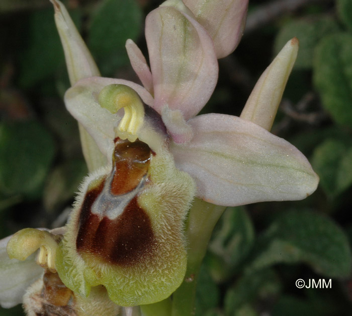 Ophrys dictynnae