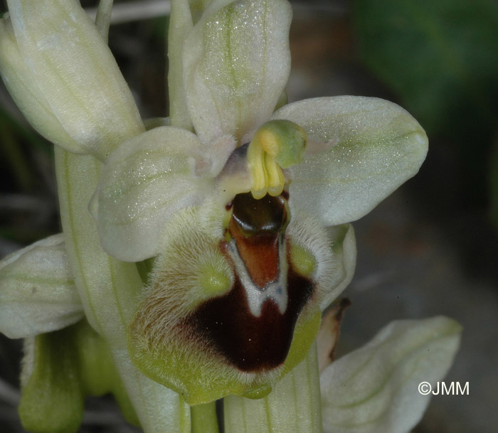 Ophrys dictynnae