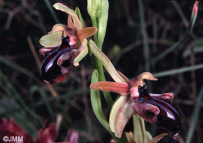 Ophrys doerfleri