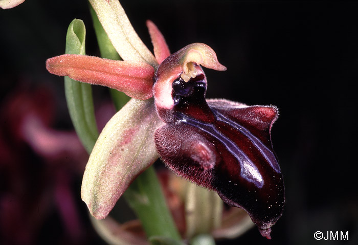 Ophrys doerfleri