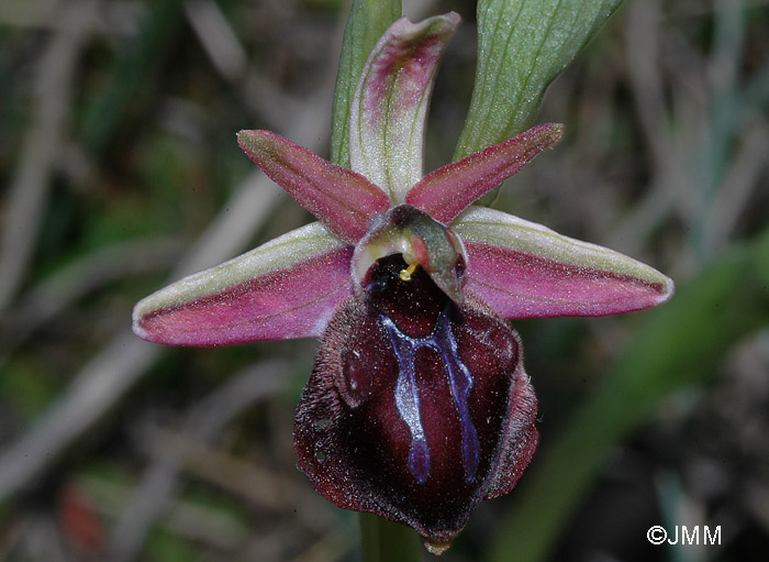 Ophrys doerfleri