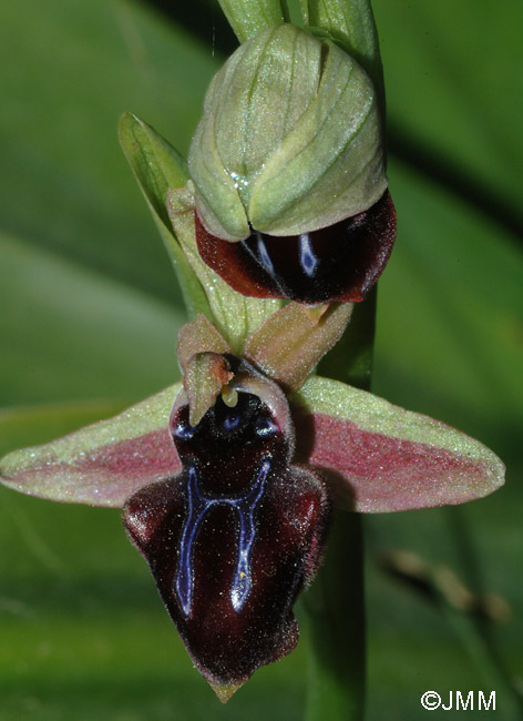 Ophrys doerfleri