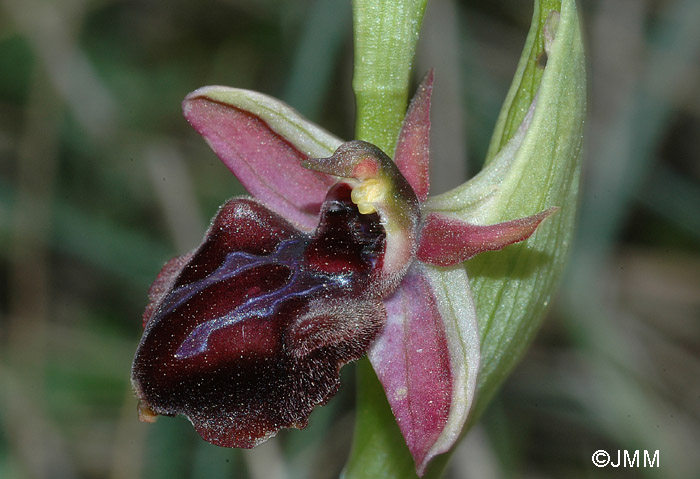 Ophrys doerfleri