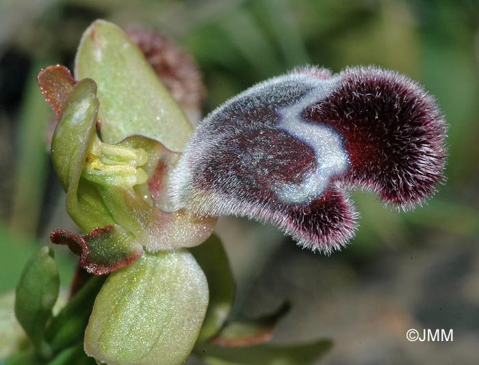 Ophrys fleischmannii