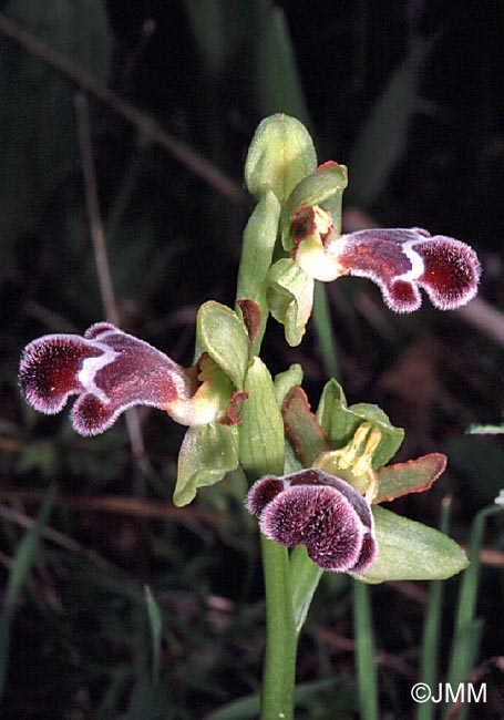 Ophrys fleischmannii