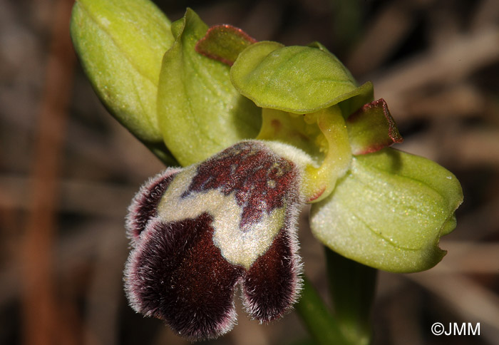 Ophrys fleischmannii