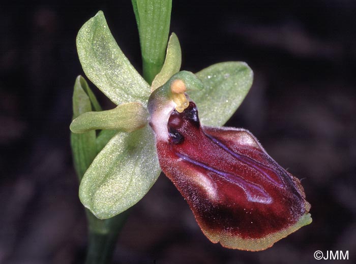 Ophrys gortynia