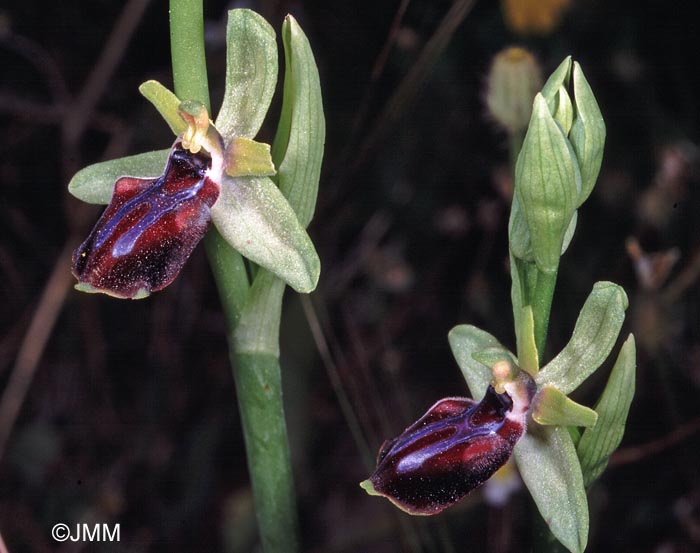 Ophrys gortynia