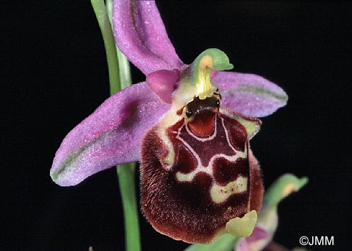 Ophrys helios