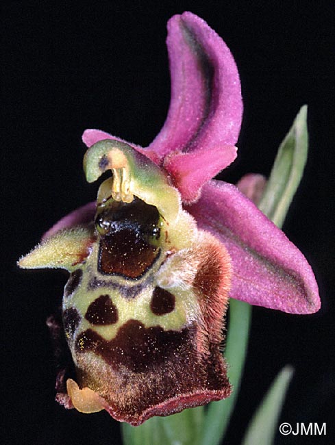 Ophrys helios