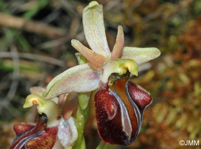 Ophrys herae