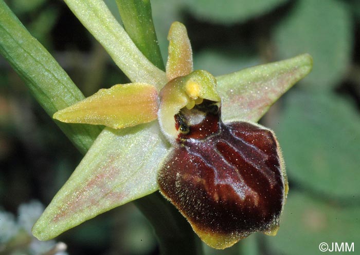 Ophrys herae