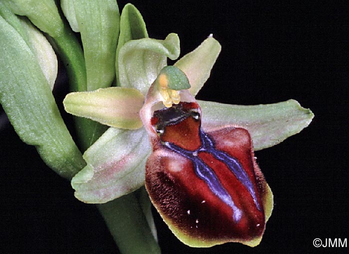 Ophrys herae