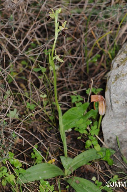 Ophrys knossia = Ophrys grammica subsp. knossia