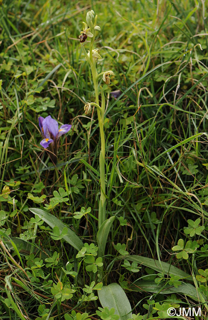 Ophrys knossia = Ophrys grammica subsp. knossia