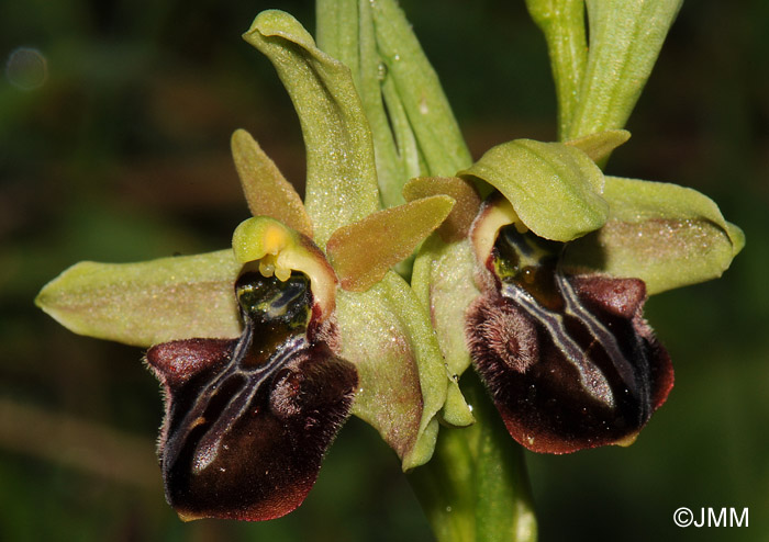 Ophrys knossia = Ophrys grammica subsp. knossia