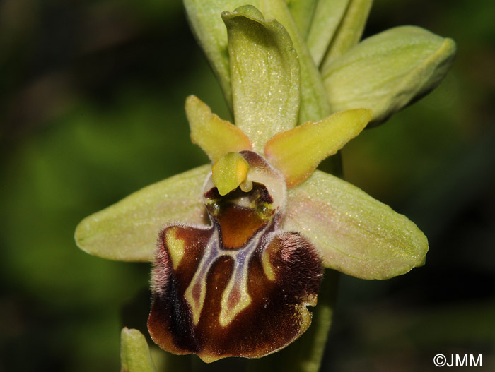 Ophrys knossia = Ophrys grammica subsp. knossia