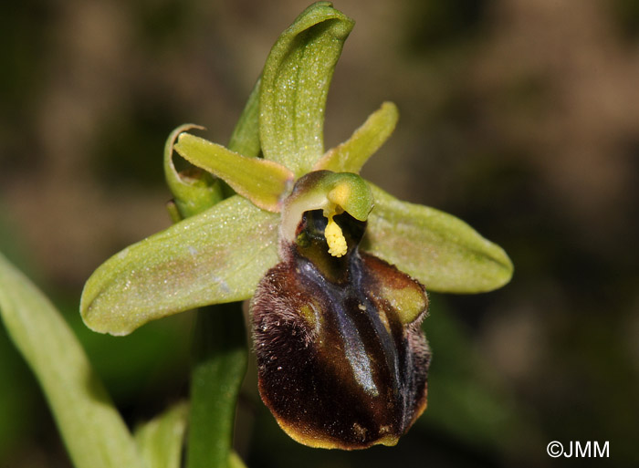 Ophrys knossia = Ophrys grammica subsp. knossia