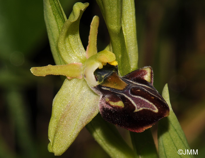 Ophrys knossia = Ophrys grammica subsp. knossia