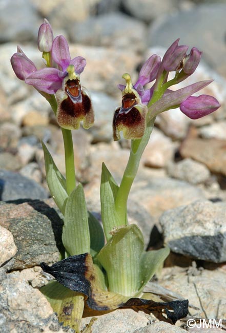 Ophrys leochroma