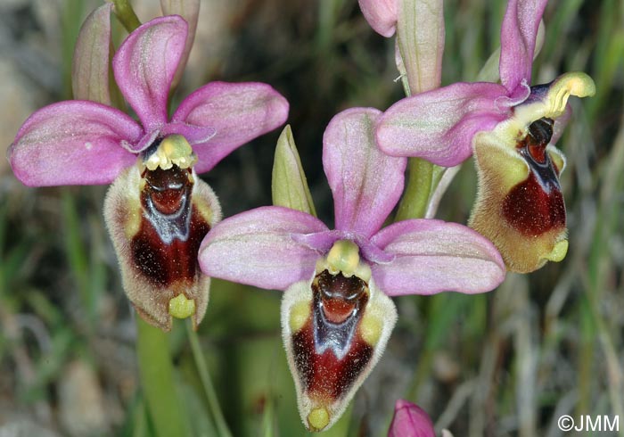 Ophrys leochroma