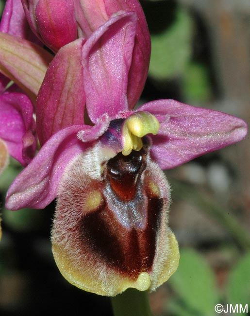 Ophrys leochroma