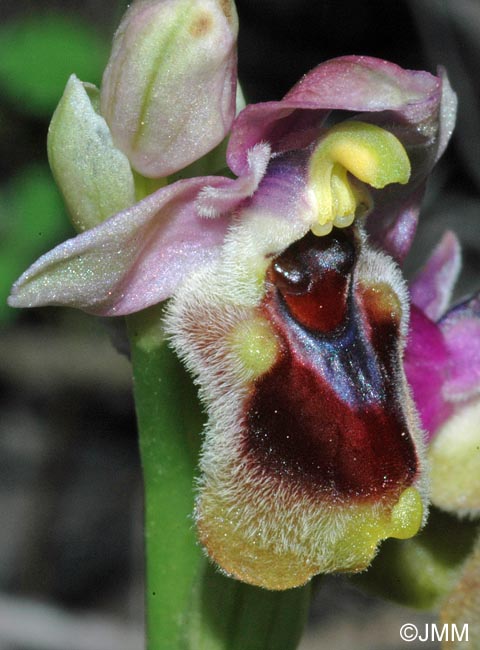 Ophrys leochroma