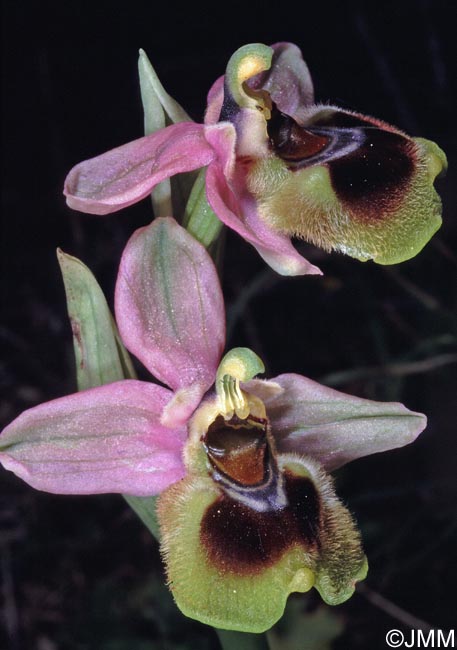 Ophrys leochroma