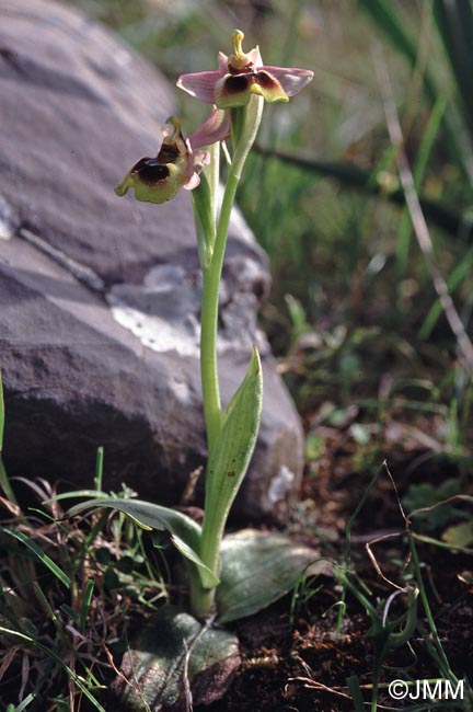 Ophrys leochroma