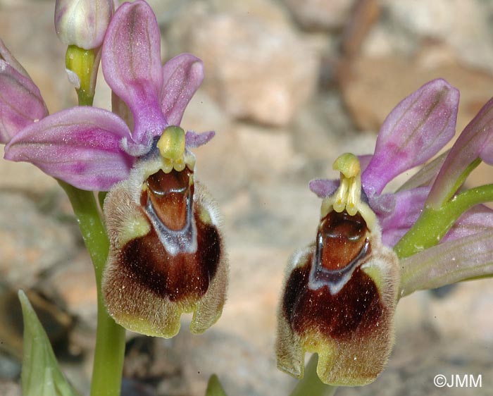 Ophrys leochroma