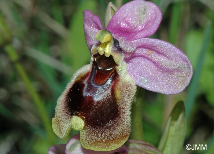 Ophrys leochroma