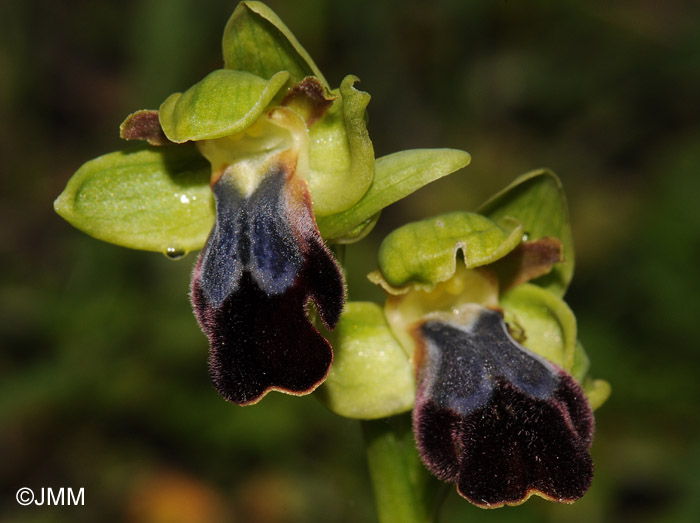 Ophrys mesaritica