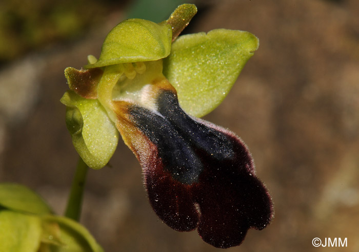 Ophrys mesaritica