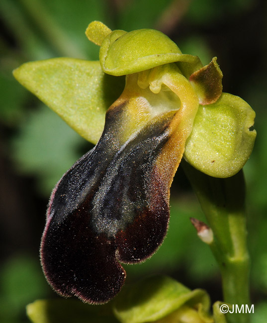 Ophrys mesaritica