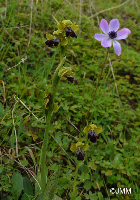 Ophrys mesaritica