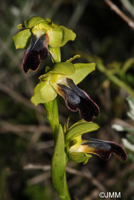 Ophrys mesaritica