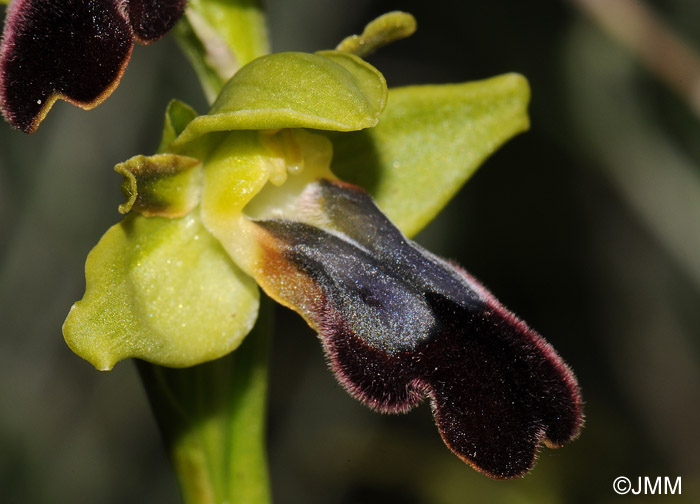 Ophrys mesaritica