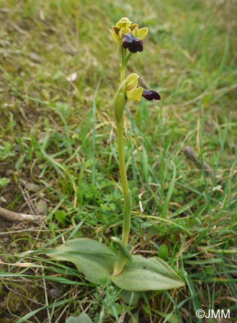 Ophrys mesaritica