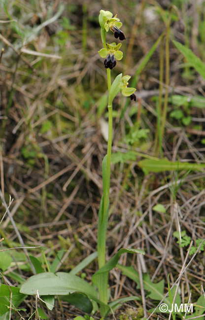 Ophrys mesaritica