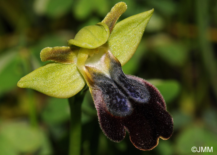 Ophrys mesaritica